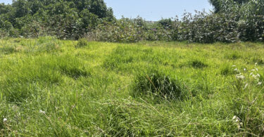 Biodiversidade pode diminuir em comunidades vegetais com maior biomassa, conclui estudo