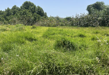 Biodiversidade pode diminuir em comunidades vegetais com maior biomassa, conclui estudo