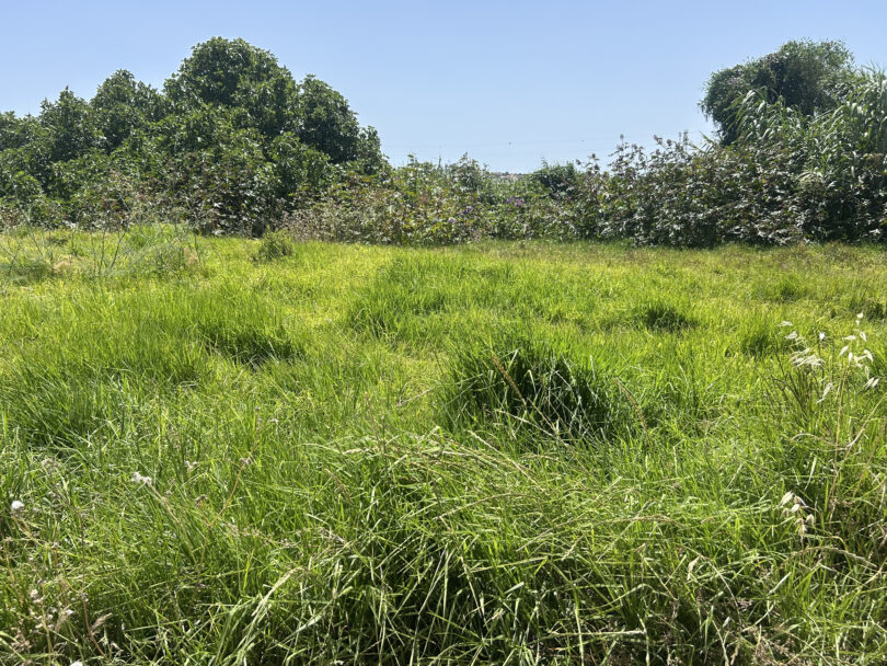 Biodiversidade pode diminuir em comunidades vegetais com maior biomassa, conclui estudo