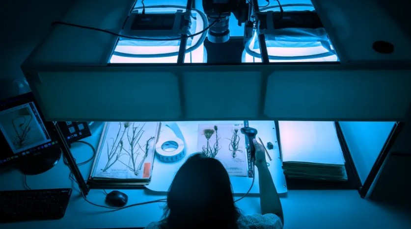 IA e digitalização podem acelerar identificação de plantas e fungos em risco de extinção